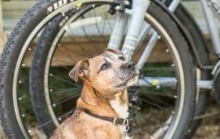 Blackwell Mill Cycle Hire - Monsal Trail