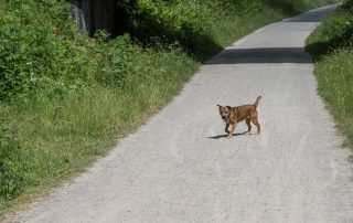 Monsal Trail Cycle Hire
